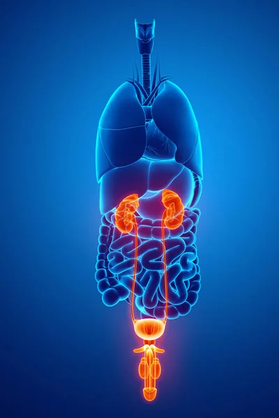 3d render of  Male reproductive system