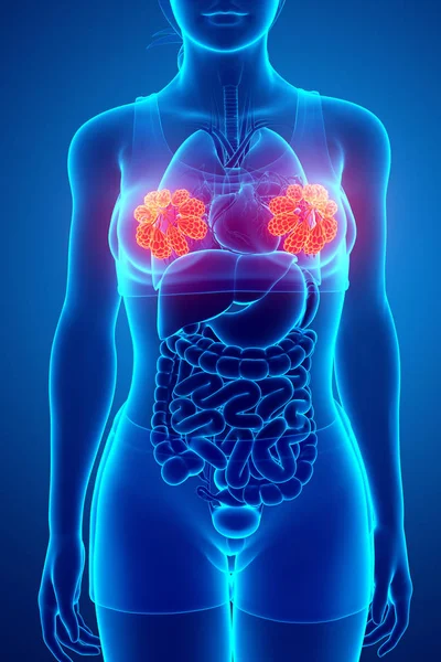 3D Darstellung der weiblichen Brustanatomie Stockbild
