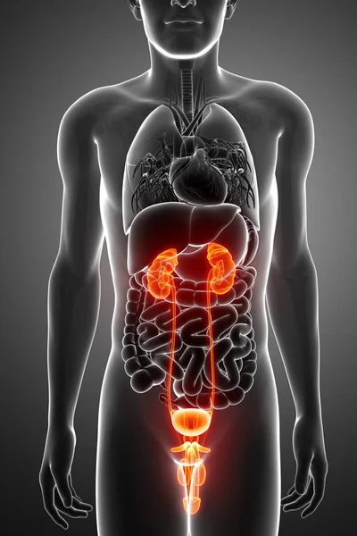 3D Darstellung der Anatomie menschlicher Nieren lizenzfreie Stockbilder