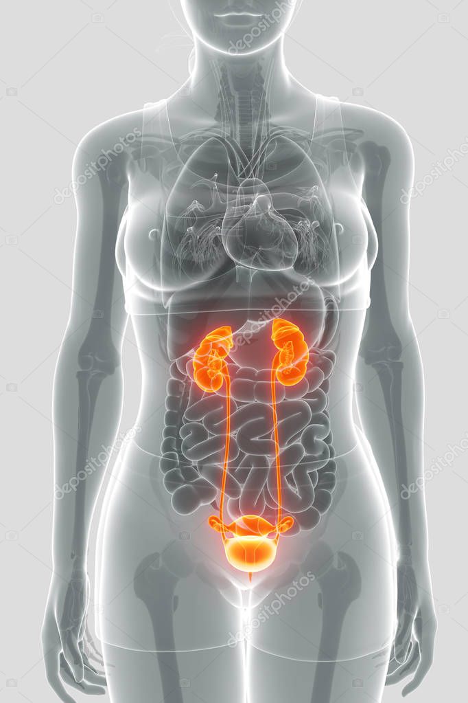 Anatomy of female RENAL system — Stock Photo © pixdesign123 #142005540