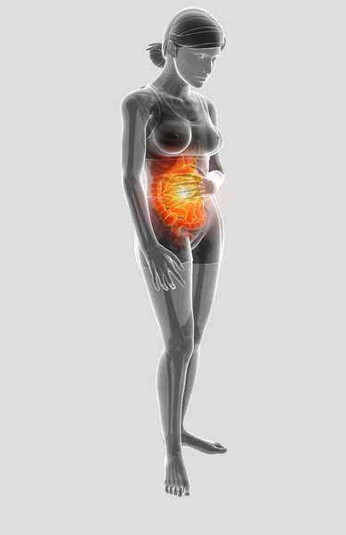 Illustration 3d de la femme ressentant la douleur à l'estomac — Photo