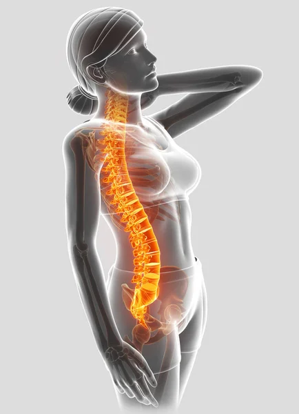 3D illustratie van vrouwelijke gevoel de pijn in de onderrug — Stockfoto