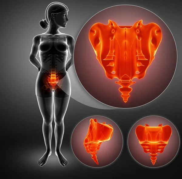 3D απεικόνιση του ιερού οστικού πόνου — Φωτογραφία Αρχείου