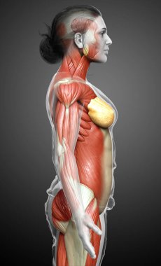 3D, kadın kas sisteminin tıbben doğru bir göstergesi.