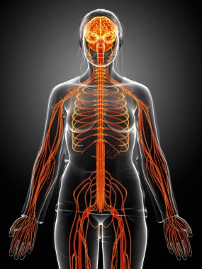 3D, bir erkek sinir sisteminin tıbbi olarak doğru bir gösterimi.