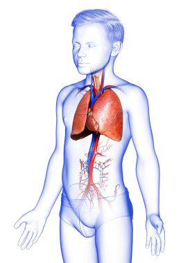 3D, tıbbi olarak genç bir çocuğun akciğer anatomisini gösteriyor.