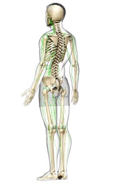 3D, erkek lenf sisteminin tıbben doğru bir çizimi.