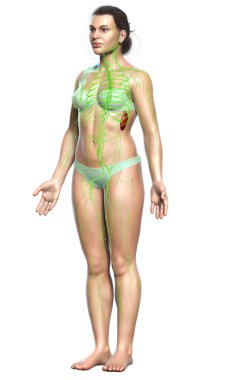 3D, tıbbi olarak bir kadın lenf sisteminin doğru bir çizimi.