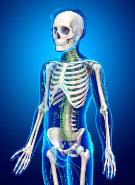 3D, genç bir çocuğun lenfatik sisteminin tıbben doğru bir çizimi.