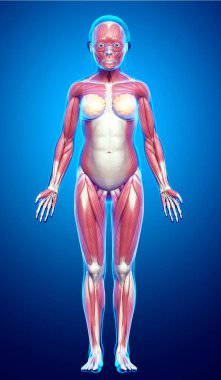 3D, genç bir kızın kas sisteminin tıbben doğru bir çizimi.