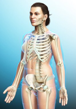 3D üretilmiş, tıbben doğru bir kadın iskelet sistemi çizimi