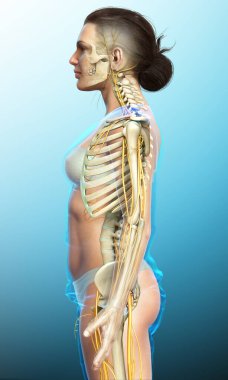 3D, bir kadın sinir sisteminin ve iskelet sisteminin tıbbi olarak doğru bir gösterimi.