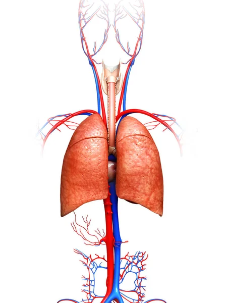 Renderizado Ilustração Medicamente Precisa Uma Anatomia Pulmonar — Fotografia de Stock