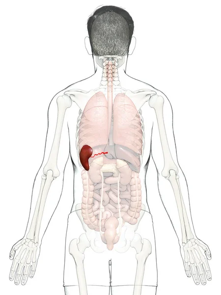 Illustrazione Accurata Dal Punto Vista Medico Anatomia Della Milza Maschile — Foto Stock