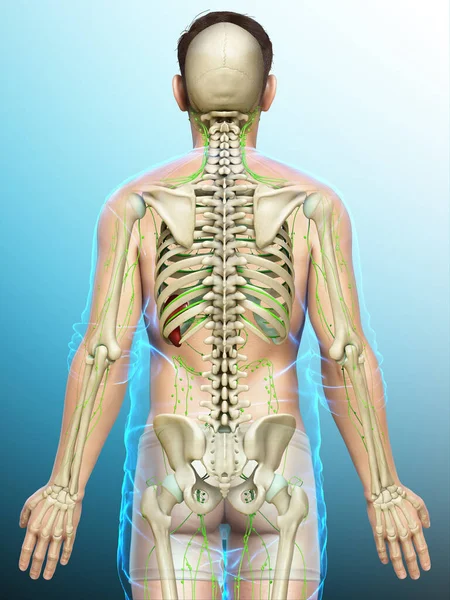 3Dは男性リンパ系の医学的に正確なイラストをレンダリングしました — ストック写真