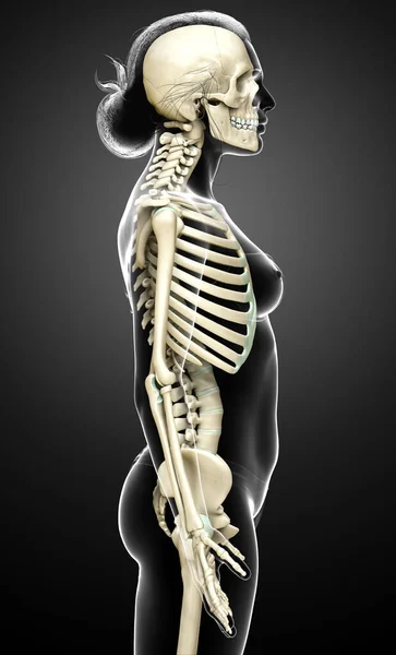 Weergegeven Medisch Nauwkeurige Illustratie Van Een Vrouwelijk Skelet Systeem — Stockfoto