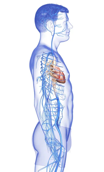 Візуалізована Медично Точна Ілюстрація Анатомії Чоловічої Вени — стокове фото
