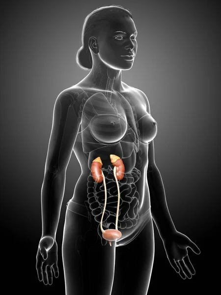 Weergegeven Medisch Nauwkeurige Illustratie Van Vrouwelijke Nieren — Stockfoto