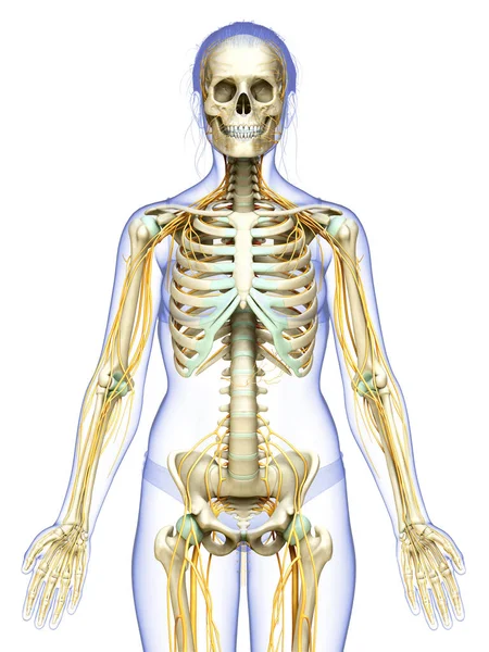 3D对女性神经系统和骨骼系统进行了准确的医学描述 — 图库照片