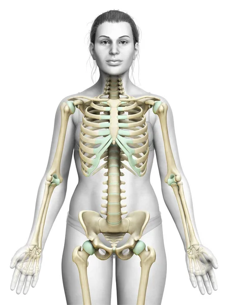 Renderizado Ilustración Médicamente Precisa Sistema Esqueleto Femenino —  Fotos de Stock