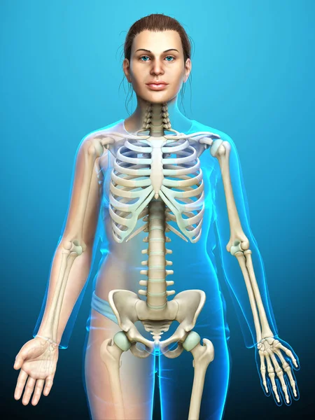 Renderowana Medycznie Dokładna Ilustracja Żeńskiego Układu Szkieletowego — Zdjęcie stockowe