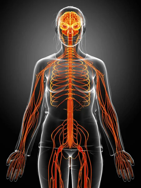 3Dは男性の神経系の医学的に正確なイラストをレンダリングしました — ストック写真