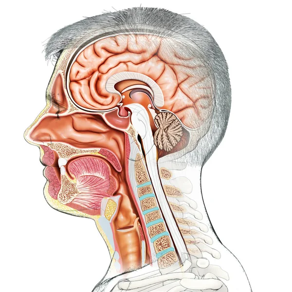 3D绘制的 医学上准确的男性头颅横断面图像 — 图库照片