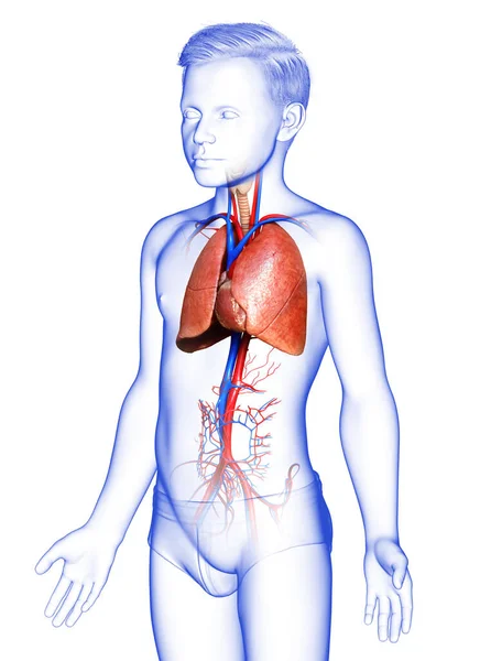 Gerenderte Medizinisch Korrekte Darstellung Der Lungenanatomie Eines Kleinen Jungen — Stockfoto