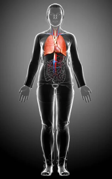 Renderizado Ilustración Médicamente Precisa Una Anatomía Pulmonar Femenina — Foto de Stock