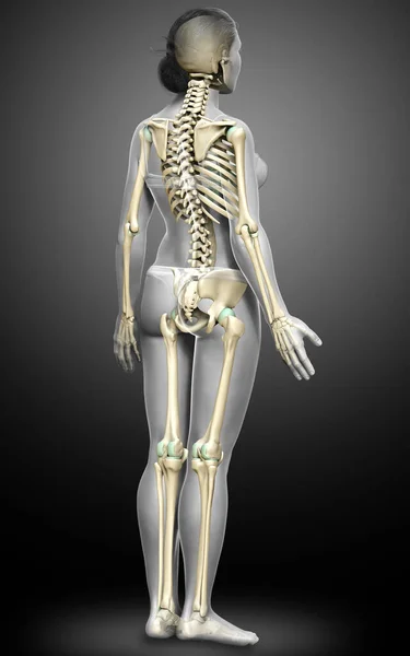 Rendered Medically Accurate Illustration Female Skeleton System — Stock Photo, Image