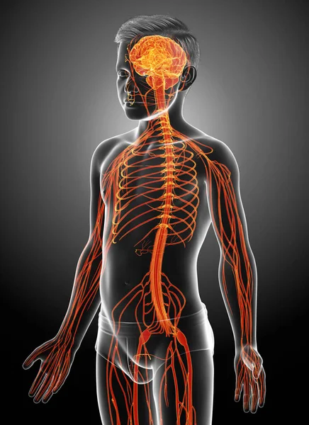 3D, genç bir çocuğun sinir sisteminin tıbben doğru bir örneği.