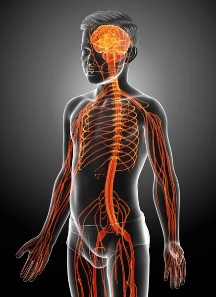 Renderizado Medicamente Ilustração Precisa Jovem Menino Sistema Nervoso — Fotografia de Stock