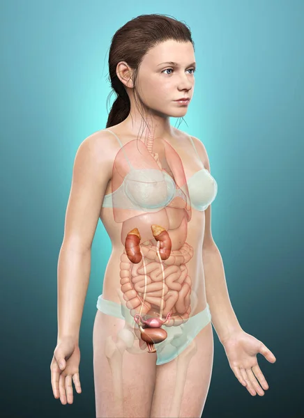 Återges Medicinskt Korrekt Illustration Den Unga Flickan Njurar Anatom — Stockfoto