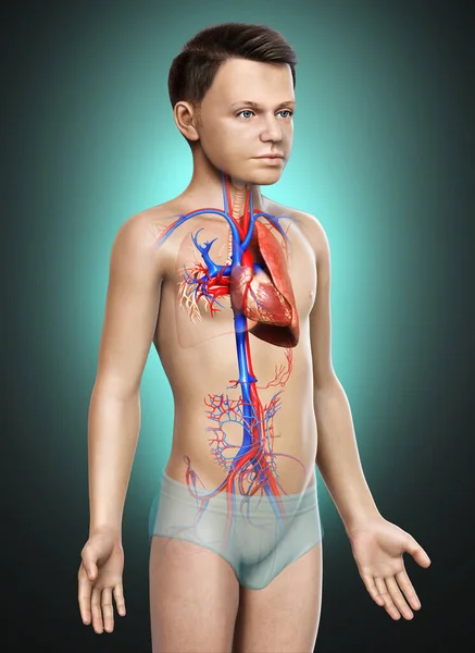 Renderowane Medycznie Dokładna Ilustracja Młodego Chłopca Anatomia Płuc — Zdjęcie stockowe