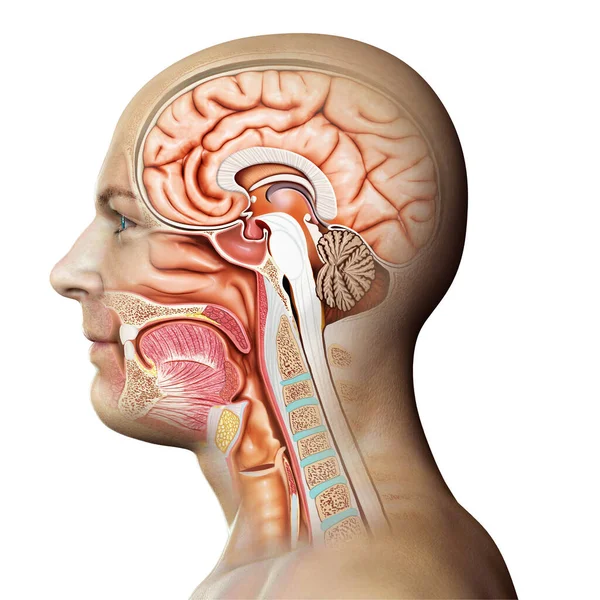 Erkek Kafasının Çapraz Kesişiminin Tıbbi Olarak Doğru Çizimi — Stok fotoğraf
