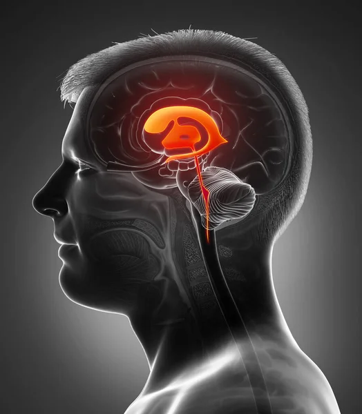 Renderização Ilustração Médica Anatomia Dos Ventrículos Cerebrais Masculinos — Fotografia de Stock