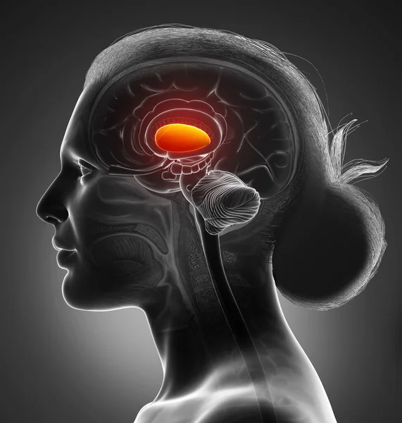 Gjorde Medicinskt Korrekt Illustration Kvinnlig Hjärna Anatomi Putamen — Stockfoto