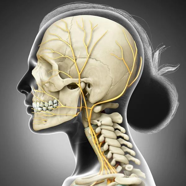 Rendered Medically Accurate Illustration Female Head Nervous System Skeleton System — Stock Photo, Image