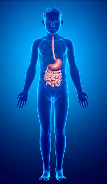 Rendered Medically Accurate Illustration Young Boy Stomach Small Intestine — Stock Photo, Image