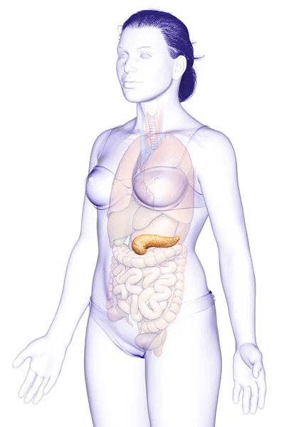 Weergegeven Medisch Nauwkeurige Illustratie Van Een Vrouwelijke Alvleesklier — Stockfoto