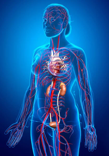 Renderizado Ilustración Médicamente Precisa Los Riñones Femeninos Sistema Circulatorio — Foto de Stock