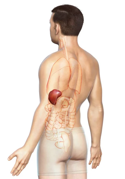 Renderowana Medycznie Dokładna Ilustracja Męskiej Anatomii Śledziony — Zdjęcie stockowe
