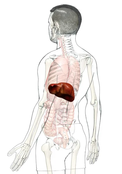 Renderizado Ilustración Médicamente Precisa Anatomía Hepática Masculina —  Fotos de Stock