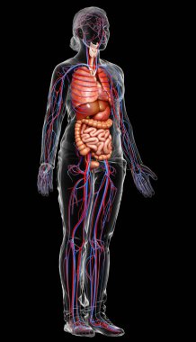 3D, kadın iç organlarının ve dolaşım sisteminin tıbben doğru bir çizimi.