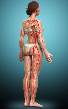 Dişi atardamarların tıbben doğru çizimi 3D