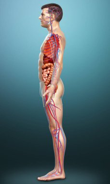 3D, erkek dolaşım sisteminin ve iç organlarının tıbben doğru bir gösterimi.
