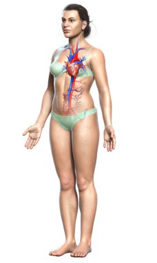 3D tıbbi olarak kadın kalbinin doğru bir çizimi.