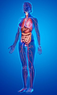 3D, kadın iç organlarının ve dolaşım sisteminin tıbben doğru bir çizimi.