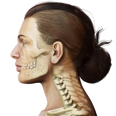 3 boyutlu, tıbbi olarak kadın kafatası ve boyun anatomisini gösteriyor.