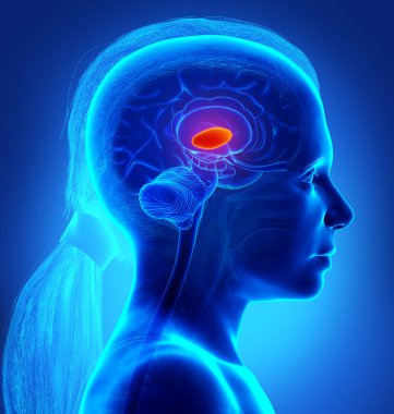 3D, genç bir kızın beyin anatomisinin tıbbi olarak doğru bir gösterimi. Talamus.